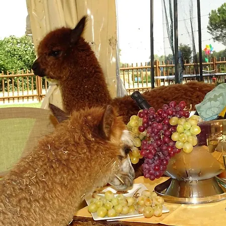 Podere Lacaioli Casa rural Castiglione del Lago