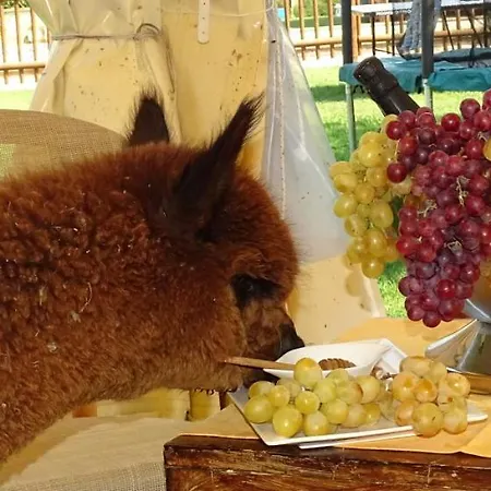 Venkovský dům Podere Lacaioli Castiglione del Lago