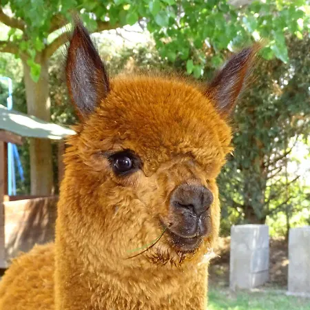 Podere Lacaioli * Castiglione del Lago